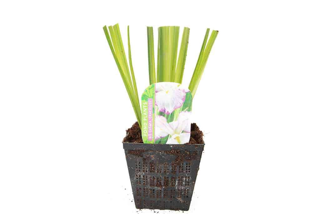 Iris ensata 'Gracieuse' - Marginal Pond Plants - BP060