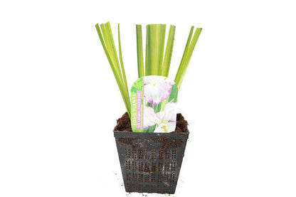 Iris ensata 'Gracieuse' - Marginal Pond Plants - BP060