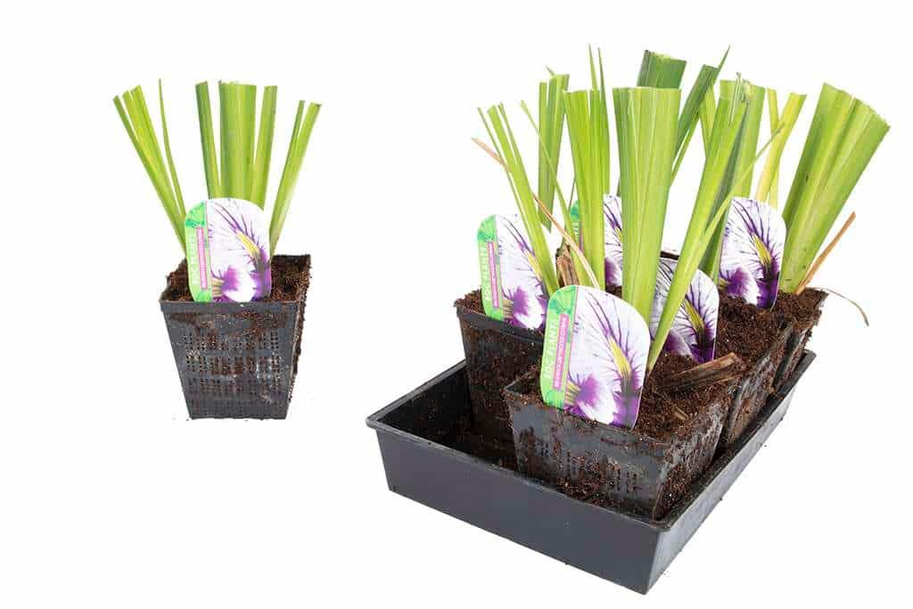 Iris ensata 'Greywoods Catrina' - Marginal Pond Plants - BP061