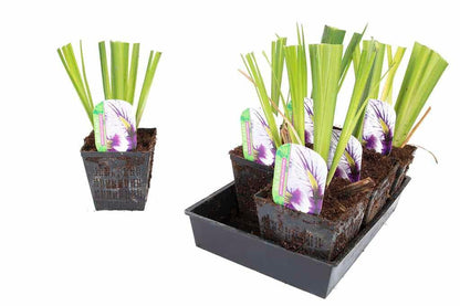 Iris ensata 'Greywoods Catrina' - Marginal Pond Plants - BP061