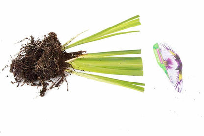 Iris ensata 'Greywoods Catrina' - Marginal Pond Plants - BP061