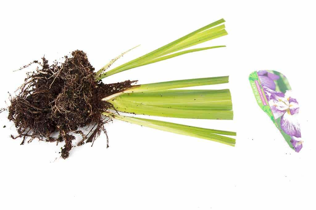 Iris ensata 'Harlequinesque' - Marginal Pond Plants - BP063