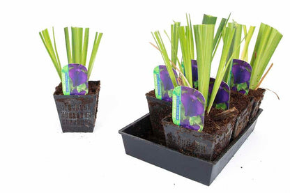 Iris ensata 'Loyalty' - BP064 Packs