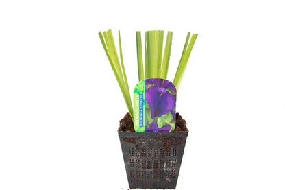 Iris ensata 'Loyalty' - Marginal Pond Plants - BP064