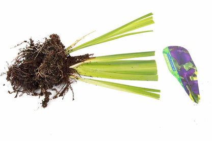 Iris ensata 'Loyalty' - BP064 Packs