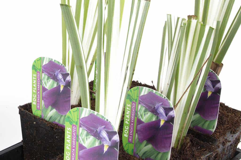 Iris ensata ‘Variegata’ - BP050 Packs