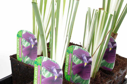 Iris ensata ‘Variegata’ - BP050 Packs