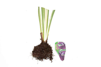 Iris ensata ‘Variegata’ - Marginal Pond Plants - BP050