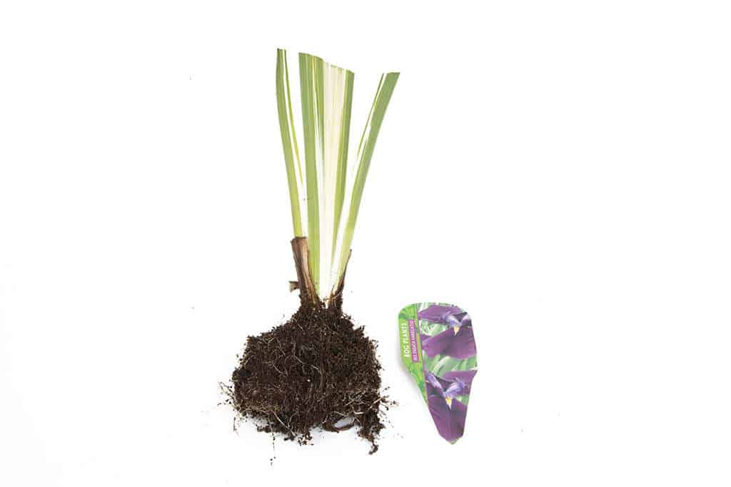 Iris ensata ‘Variegata’ - BP050 Packs