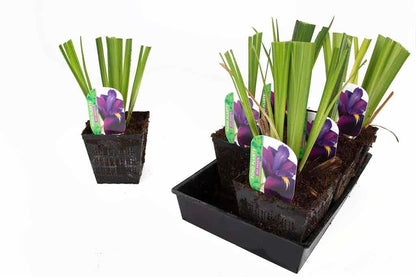 Iris ensata (Iris kaempferi) - Marginal Pond Plants - BP049