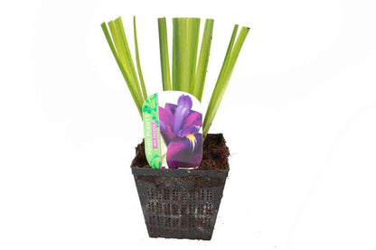 Iris ensata (Iris kaempferi) - Marginal Pond Plants - BP049