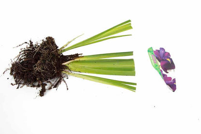 Iris ensata (Iris kaempferi) - Marginal Pond Plants - BP049