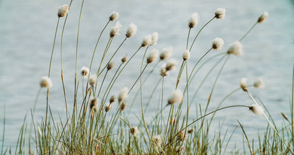 Eriophorum angustifolium (Cotton grass)  - MBP035 Packs