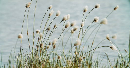 Eriophorum angustifolium (Cotton grass)  - MBP035 Packs