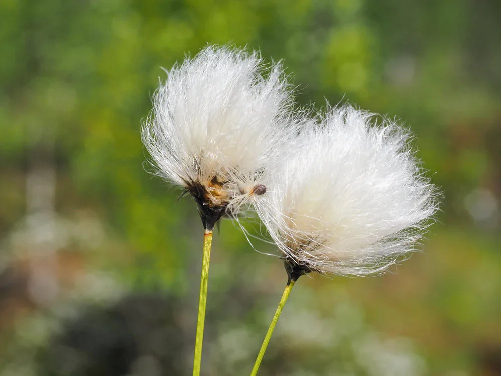 Eriophorum angustifolium (Cotton grass) - Marginal Pond Plants - MBP035