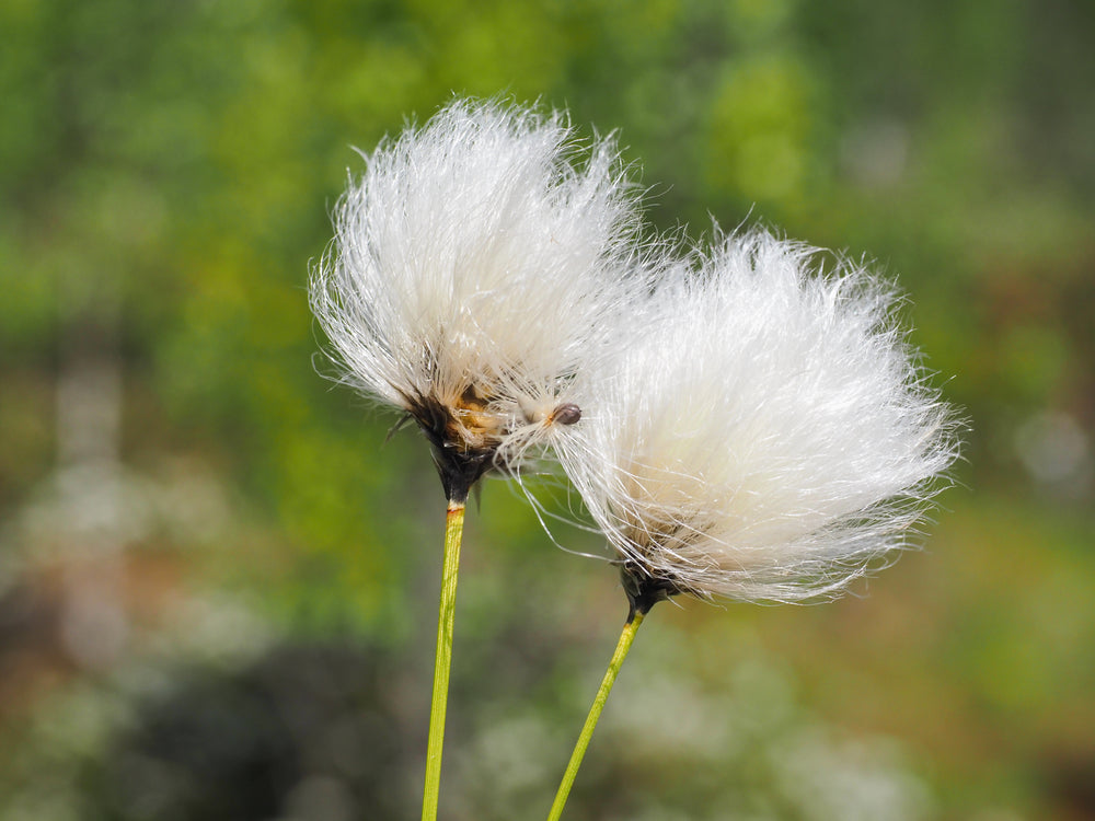 Eriophorum angustifolium (Cotton grass)  - MBP035 Packs