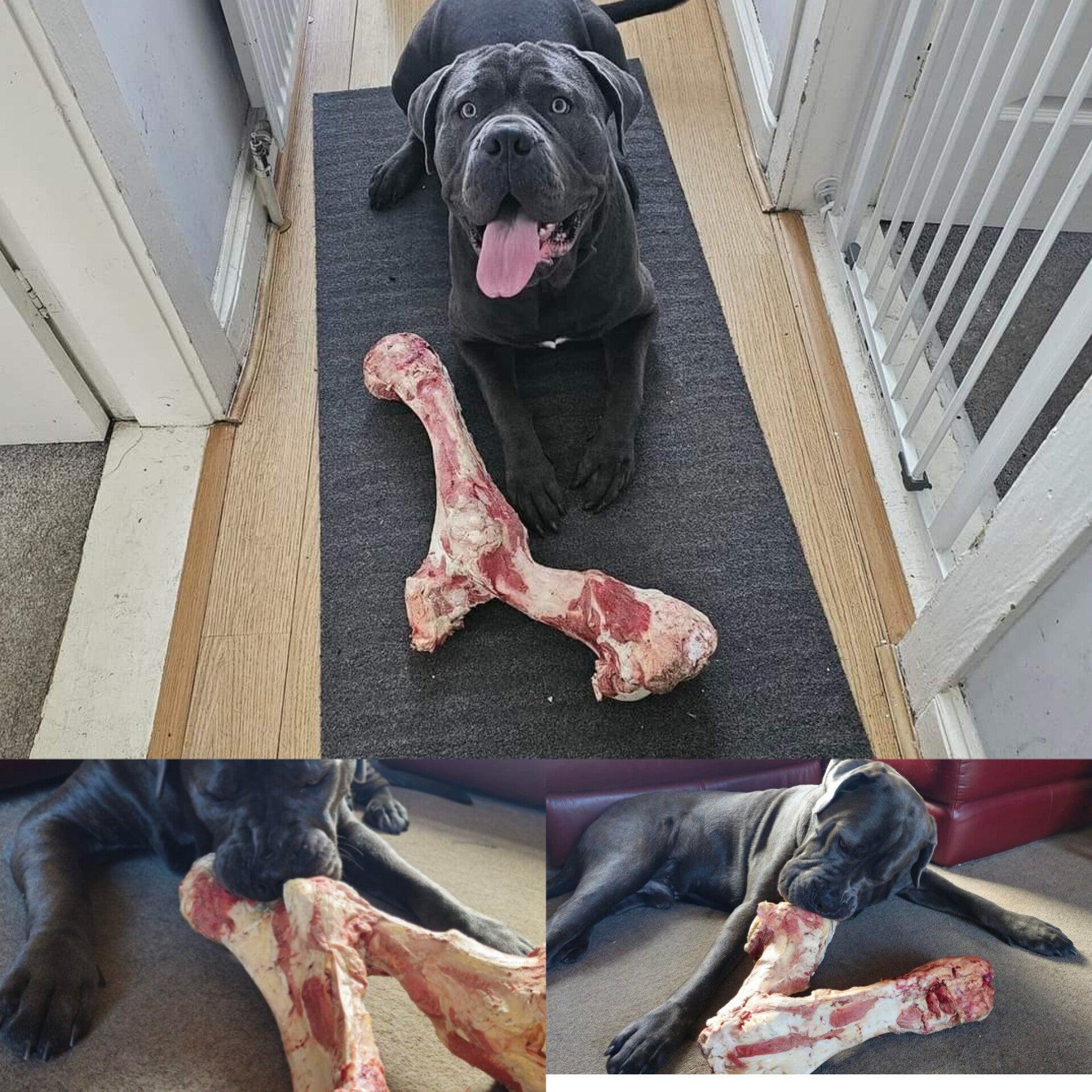 Extra Large Beef Bone - Tripefactory Sunderland - Raw Frozen Treats - North East Pet Shop Tripefactory Sunderland