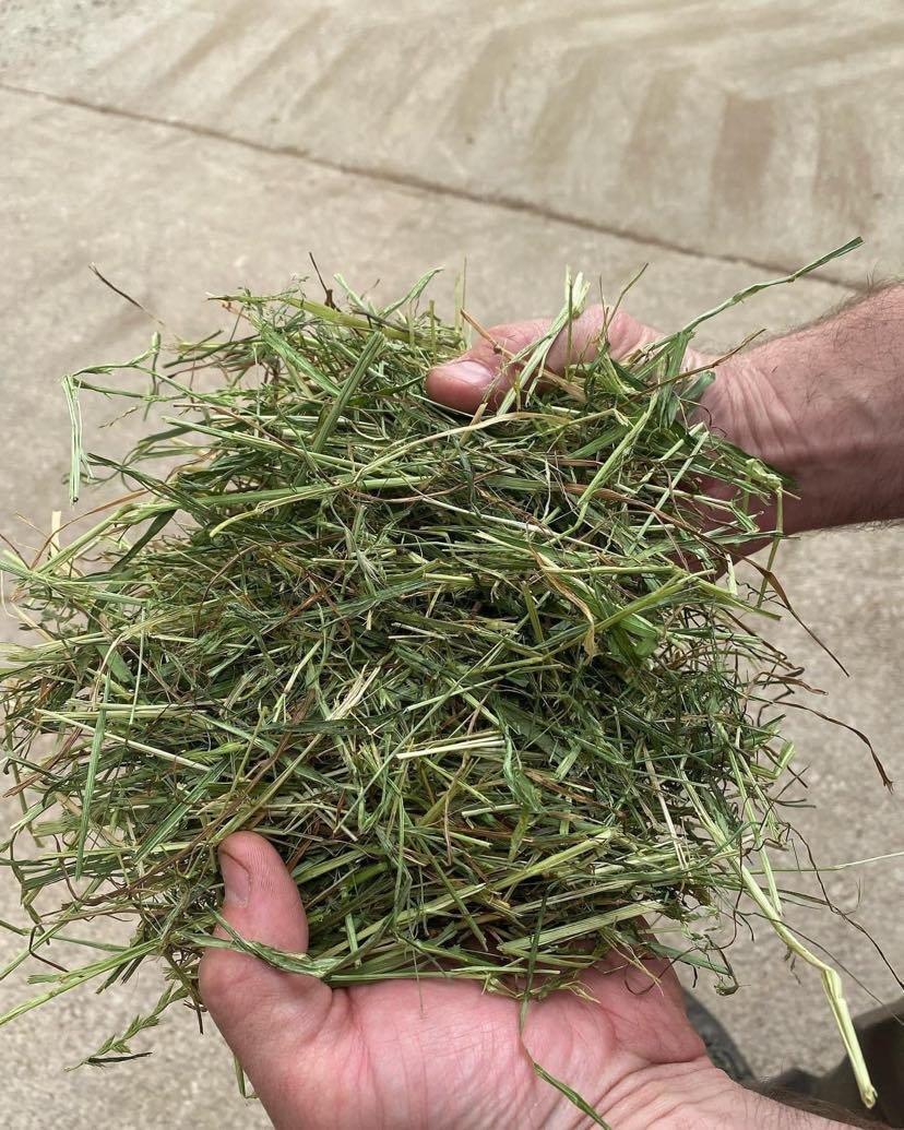 Fearns Farm Premium Dried Grass 10kg - North East Pet Shop Fearns