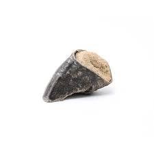 Filled Hoof - North East Pet Shop Dog Shack UK