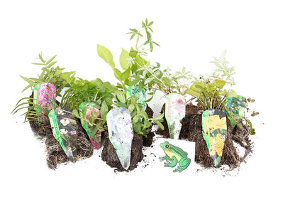 Lincolnshire Pond Plants Frog Marginal 8 Pack - FF801