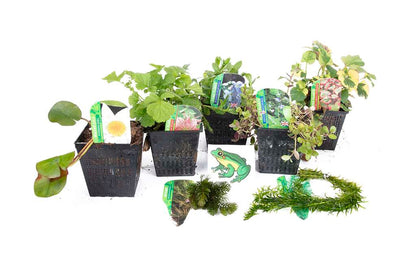Lincolnshire Pond Plants Frog Pack potted - FFPL02