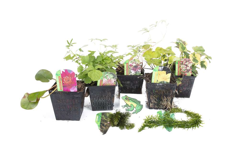 Lincolnshire Pond Plants Frog Pack potted - FFPL02