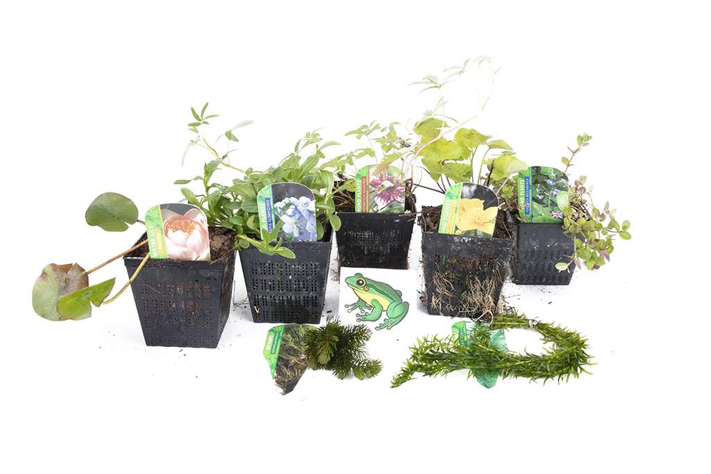 Lincolnshire Pond Plants Frog Pack potted - FFPL02