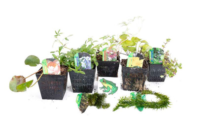 Lincolnshire Pond Plants Frog Pack potted - FFPL02