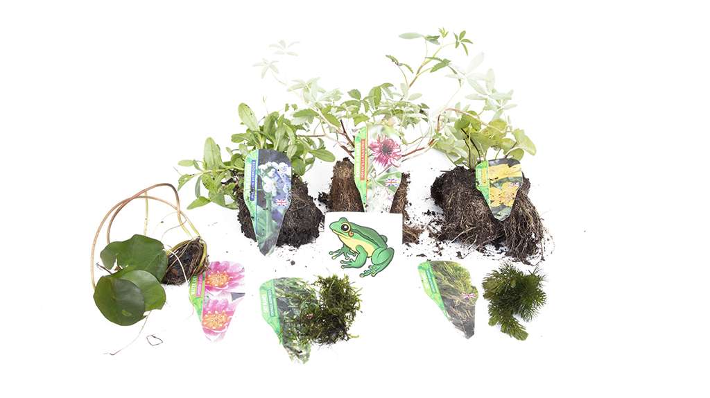 Lincolnshire Pond Plants Frog Pack - FFPL01