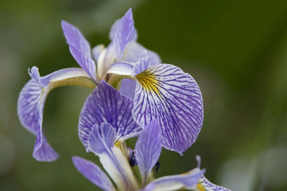 Iris Versicolor - Gerald Darby - Marginal Pond Plants - MP062