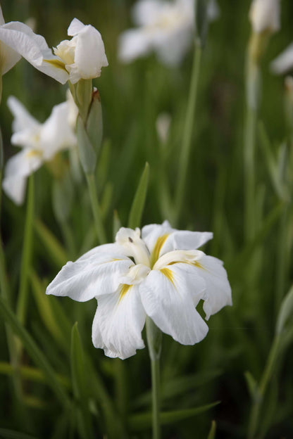 Iris ensata 'Goldbound' - Marginal Pond Plants - BP062