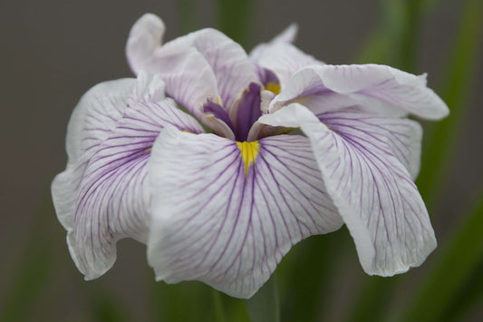 Iris ensata 'Greywoods Catrina' - Marginal Pond Plants - BP061