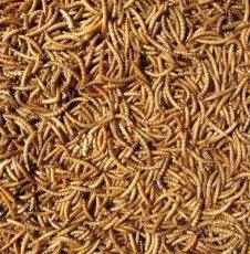 Hutton Mill Mealworms - North East Pet Shop Mealworms