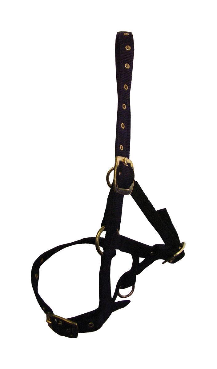 Hy Foal Head Collar Navy - North East Pet Shop Hy