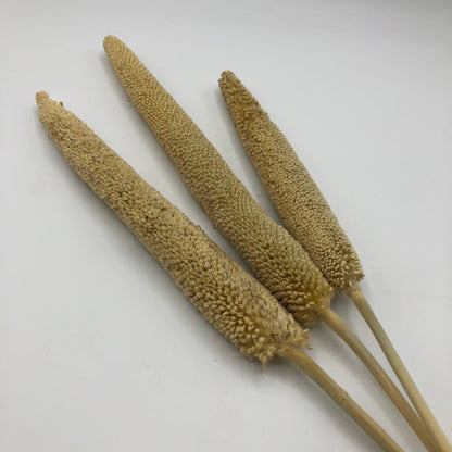Pearl Millet Stems