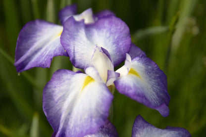 Iris ensata 'Gracieuse' - Marginal Pond Plants - BP060