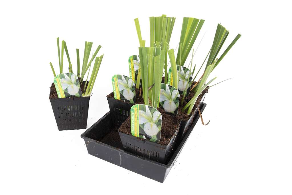 Iris louisiana ‘Arabian Bayou’ - MP051 Packs