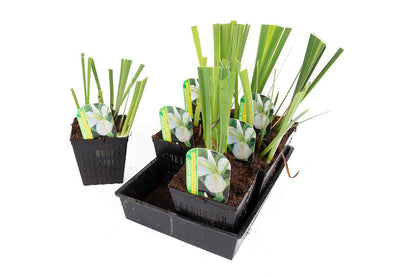 Iris louisiana ‘Arabian Bayou’ - MP051 Packs