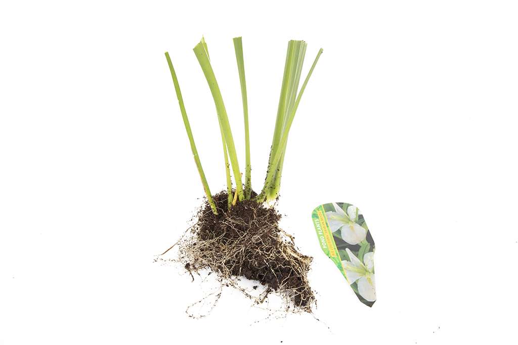 Iris louisiana ‘Arabian Bayou’ - MP051 Packs