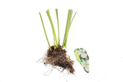 Iris louisiana ‘Arabian Bayou’ - MP051 Packs