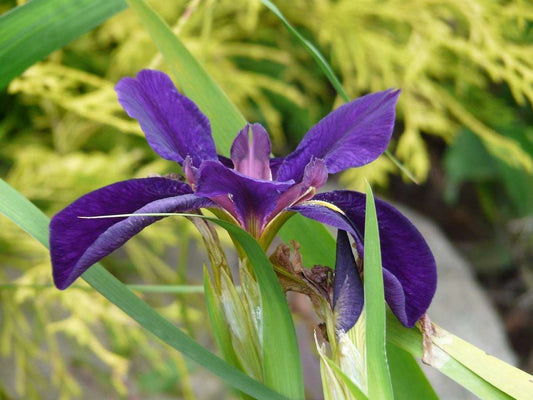 Iris louisiana ‘Marie Gallais’ - Marginal Pond Plants - MP055