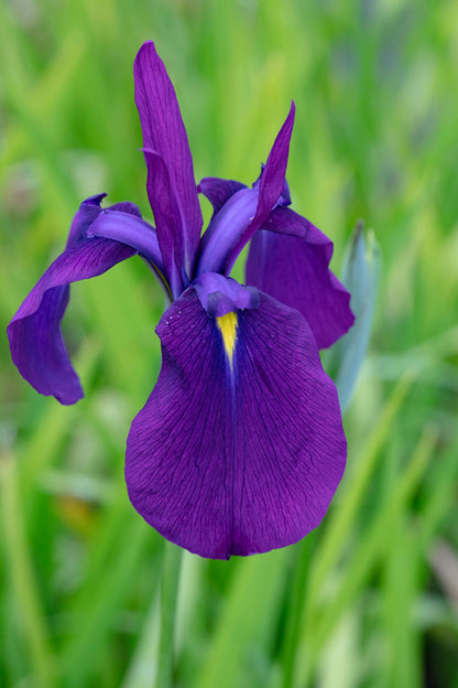 Iris Ensata - BP049 Packs