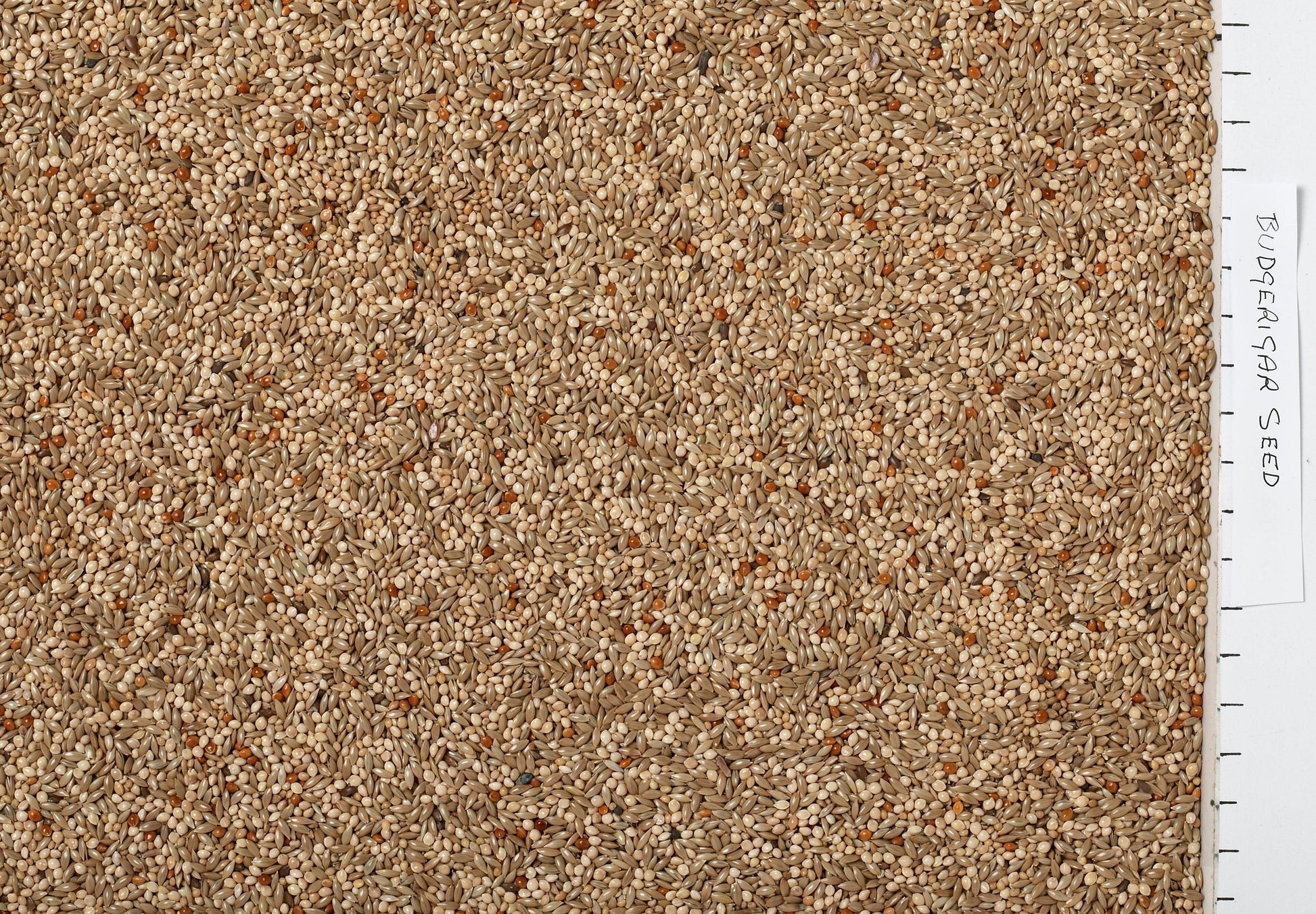 Johnston & Jeff Budgerigar Seed - North East Pet Shop Johnston & Jeff