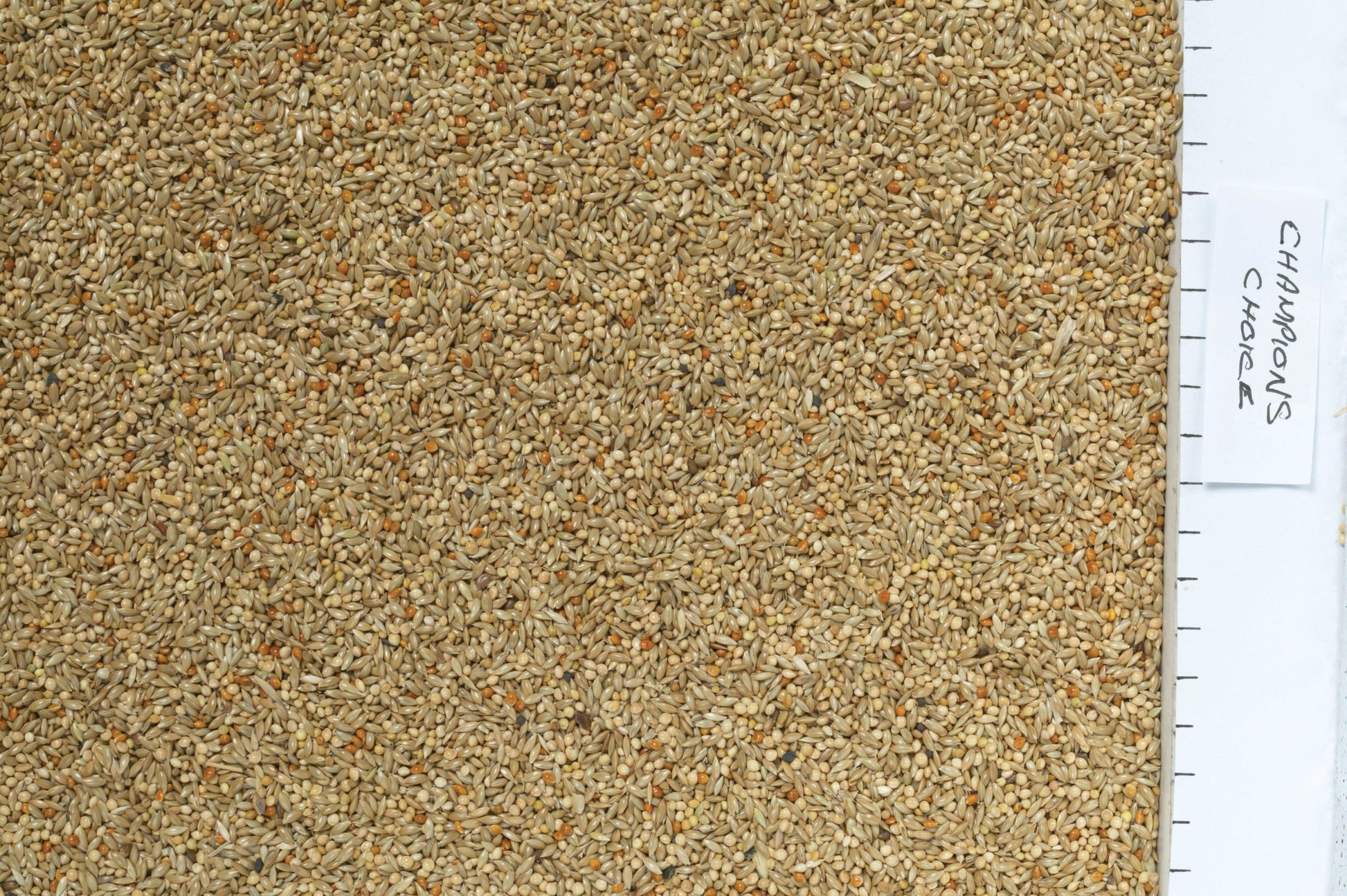 Johnston & Jeff Champions Choice Budgieseed - North East Pet Shop Johnston & Jeff