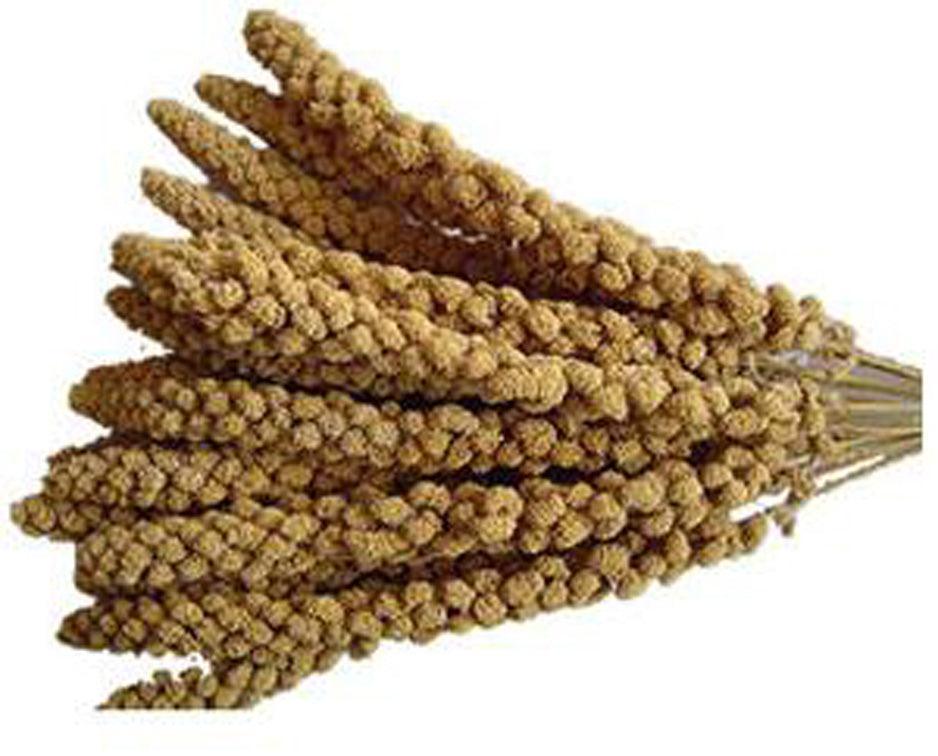 Johnston & Jeff Millet Spray Bird Treat 15kg - North East Pet Shop Johnston & Jeff