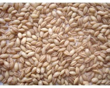 Johnston & Jeff Whole English Barley 20kg - North East Pet Shop Barley