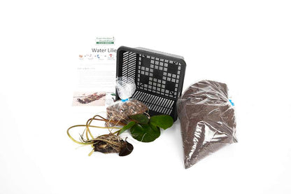 Paranee (New) water lily - pond plants - MW32