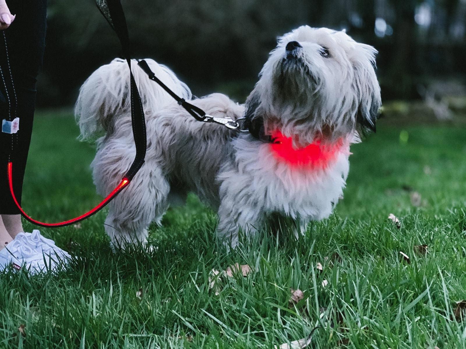 Lilly & Jake LED Lead Red - North East Pet Shop Lilly & Jake