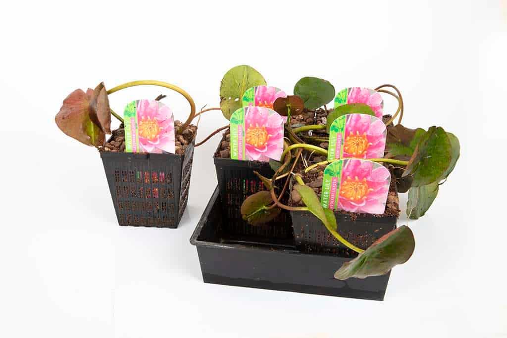 Xue Fei water lily - pond plants - DW11