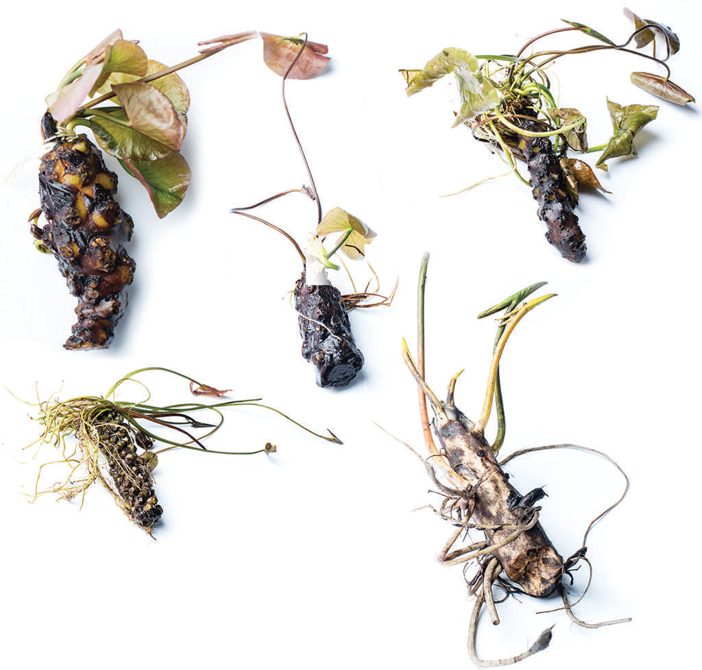 Laydekeri Fulgens water lily - pond plants - DW04